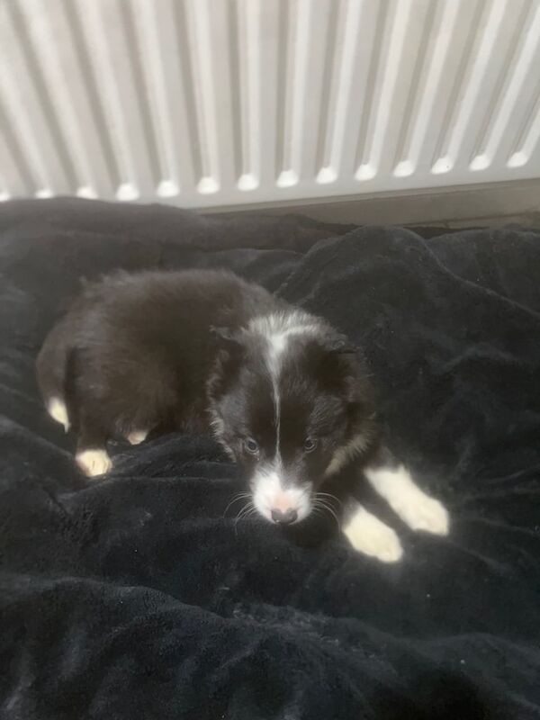 Collie Pup for sale in Ballymoney, County Antrim - Image 2