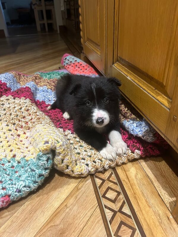 Border Collie Puppies For Sale Under £1,000