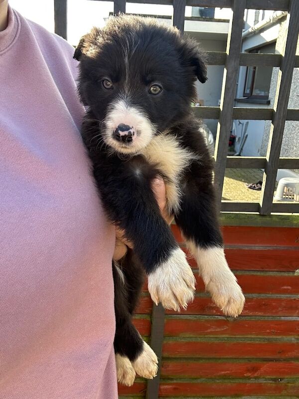 Collie pup for sale in Ballymoney, County Antrim - Image 2