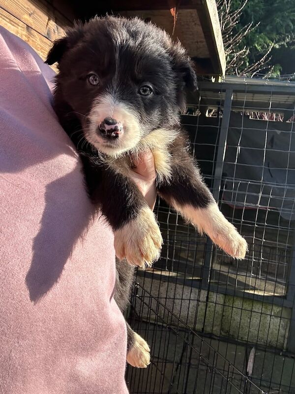 Collie pup for sale in Ballymoney, County Antrim - Image 3