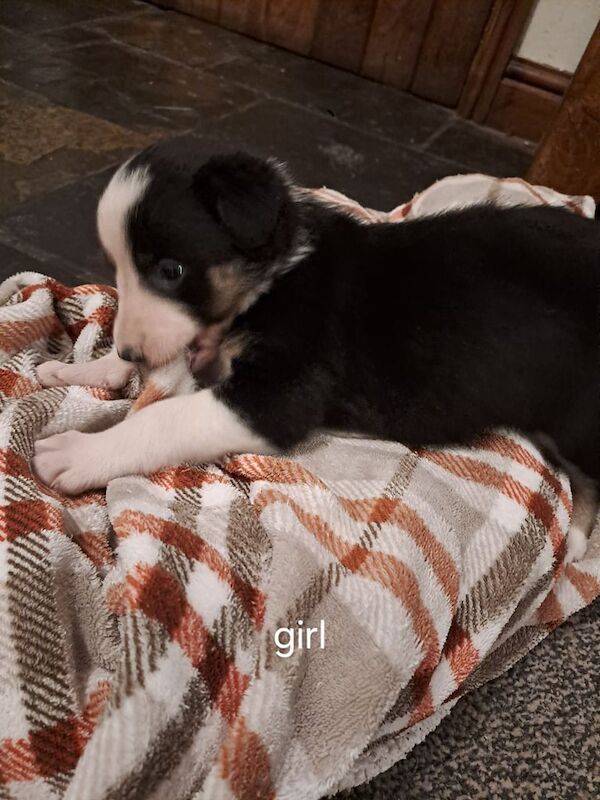 Collie puppies for sale in Bodmin, Cornwall