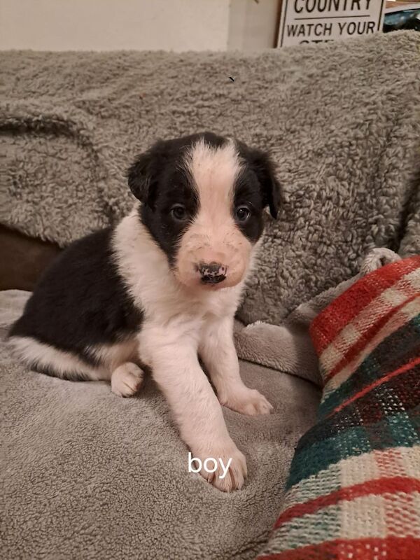 Collie puppies for sale in Bodmin, Cornwall - Image 2