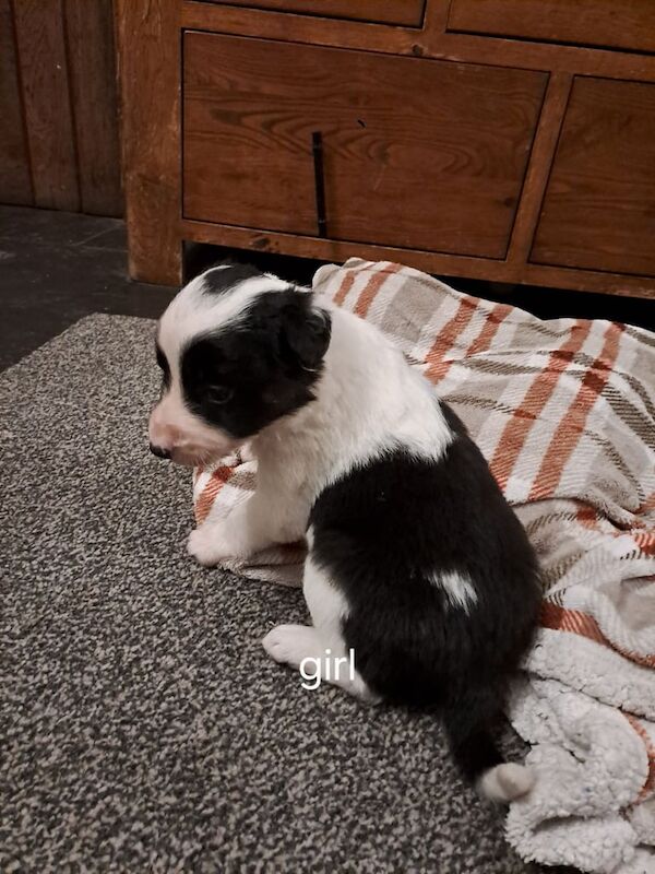 Collie puppies for sale in Bodmin, Cornwall - Image 3