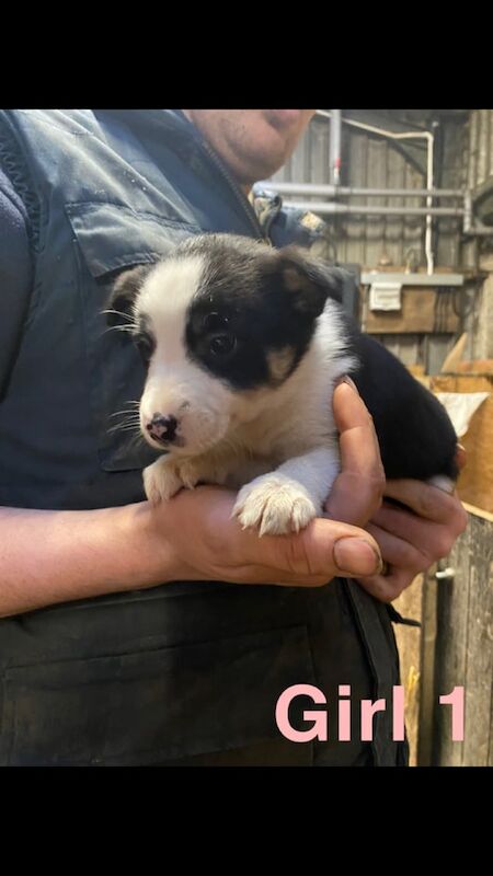 Collie puppies for sale in Dalry, North Ayrshire