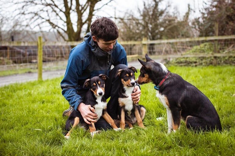 Collie puppies for sale in Carmarthen/Caerfyrddin, Carmarthenshire