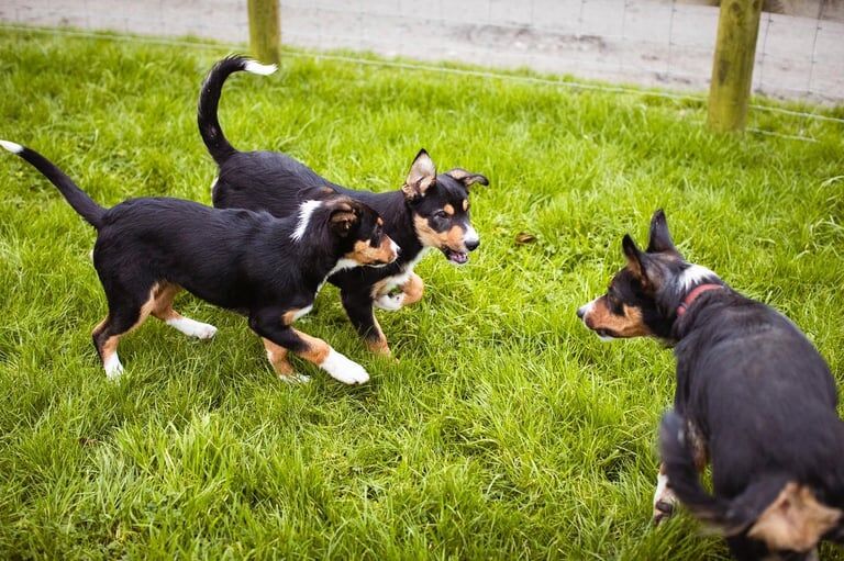 Collie puppies for sale in Carmarthen/Caerfyrddin, Carmarthenshire - Image 2