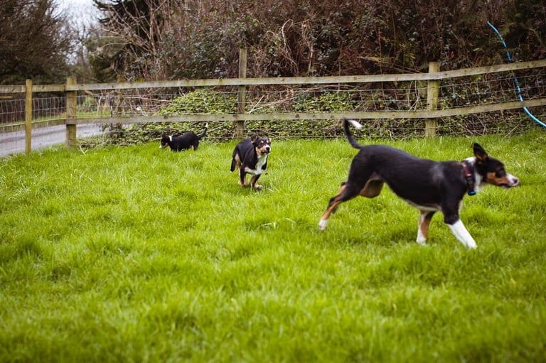 Collie puppies for sale in Carmarthen/Caerfyrddin, Carmarthenshire - Image 3