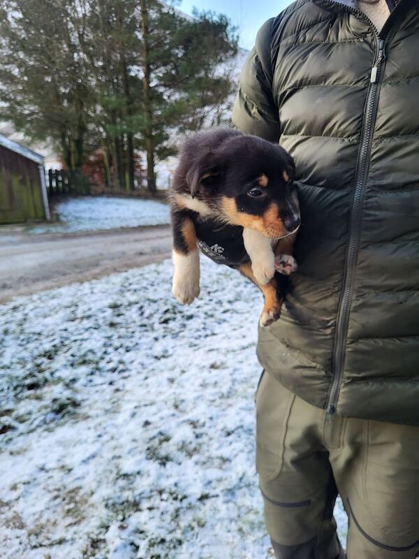 Collie puppies for sale in Dunkeld, Perth and Kinross