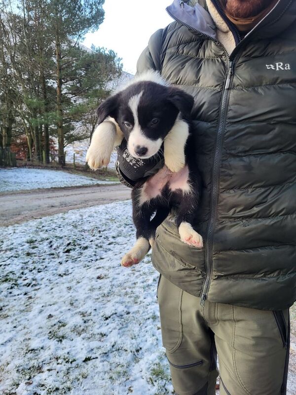 Collie puppies for sale in Dunkeld, Perth and Kinross - Image 2