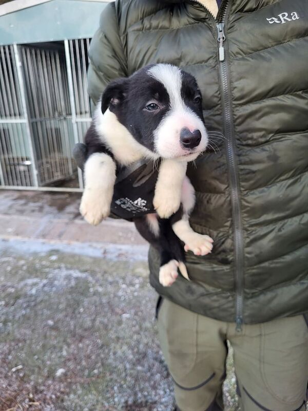 Collie puppies for sale in Dunkeld, Perth and Kinross - Image 3