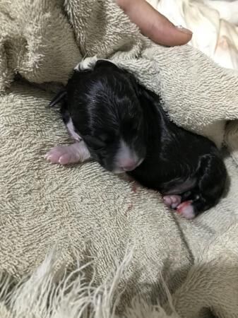 Collie puppies for sale £800 for sale in Sudbury, Suffolk - Image 1