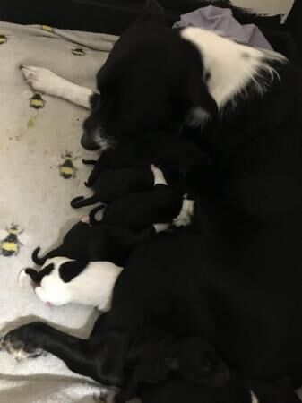 Collie puppies for sale £800 for sale in Sudbury, Suffolk - Image 3