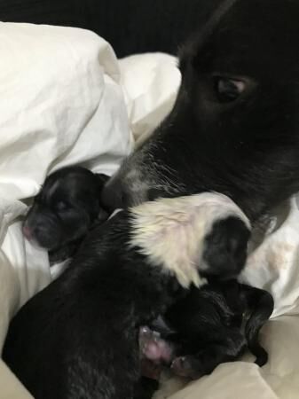 Collie puppies for sale £800 for sale in Sudbury, Suffolk - Image 4