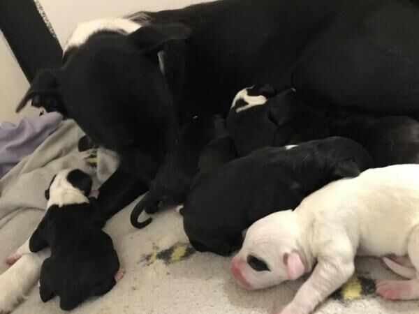 Collie puppies for sale £800 for sale in Sudbury, Suffolk - Image 5