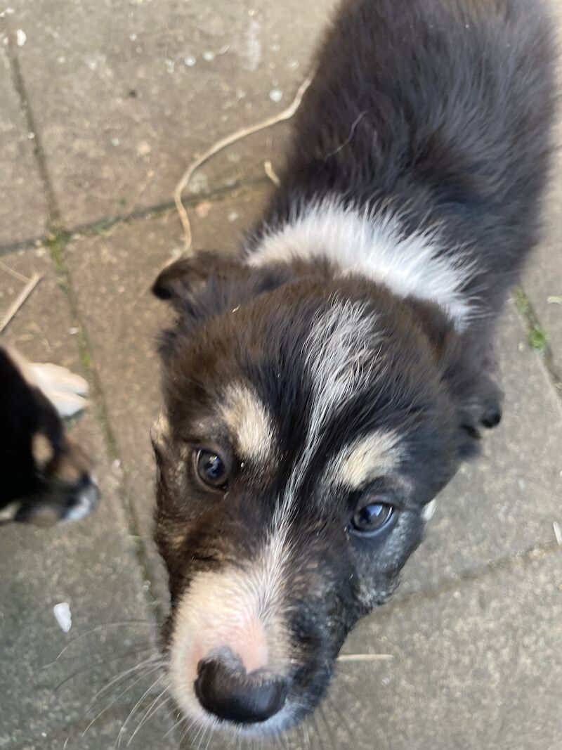 Collie puppies for sale in Hornsea Burton, East Riding of Yorkshire - Image 2