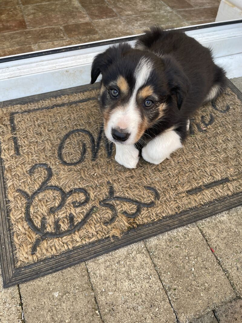 Collie puppies for sale in Hornsea Burton, East Riding of Yorkshire - Image 4