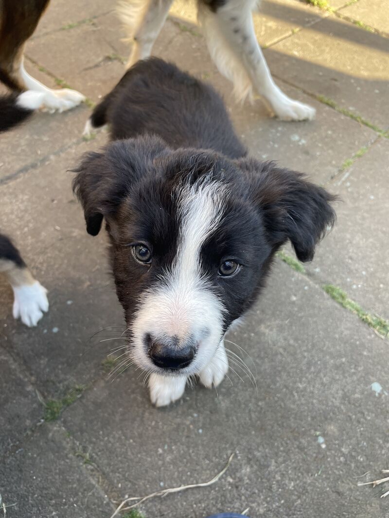 Collie puppies for sale in Hornsea Burton, East Riding of Yorkshire - Image 1