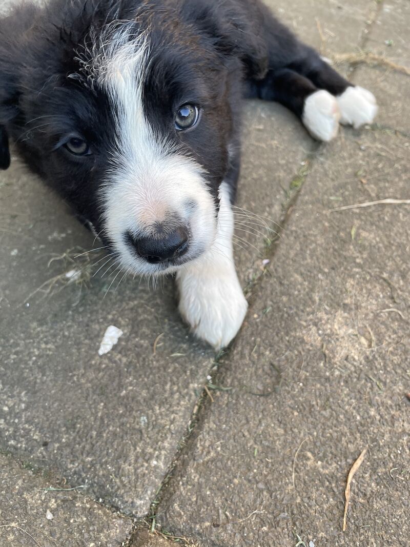 Collie puppies for sale in Hornsea Burton, East Riding of Yorkshire - Image 5