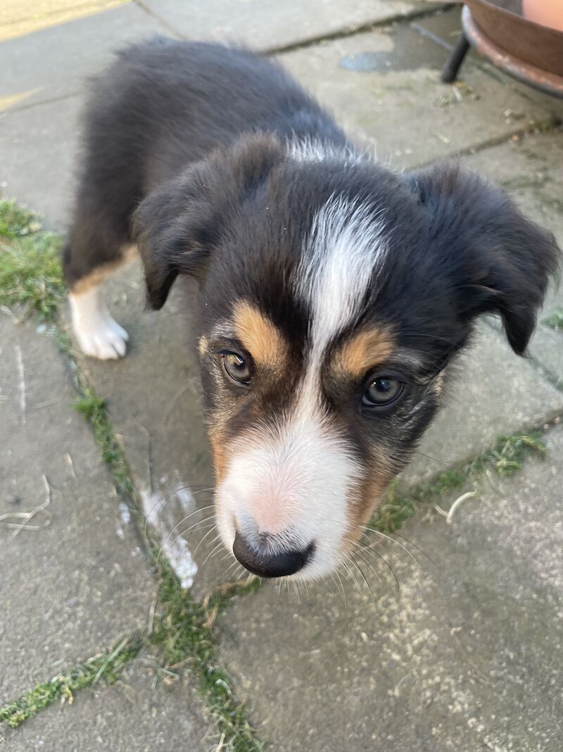 Collie puppies for sale in Hornsea Burton, East Riding of Yorkshire - Image 6
