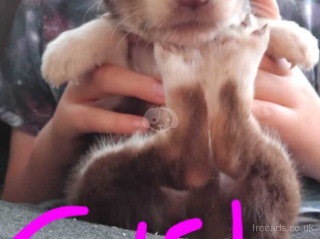 Collie puppies for sale in Maybole, South Ayrshire - Image 1