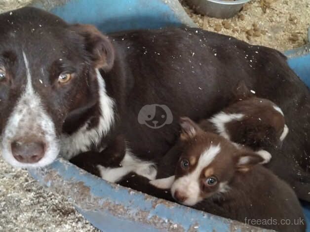 Collie puppies for sale in Maybole, South Ayrshire - Image 2