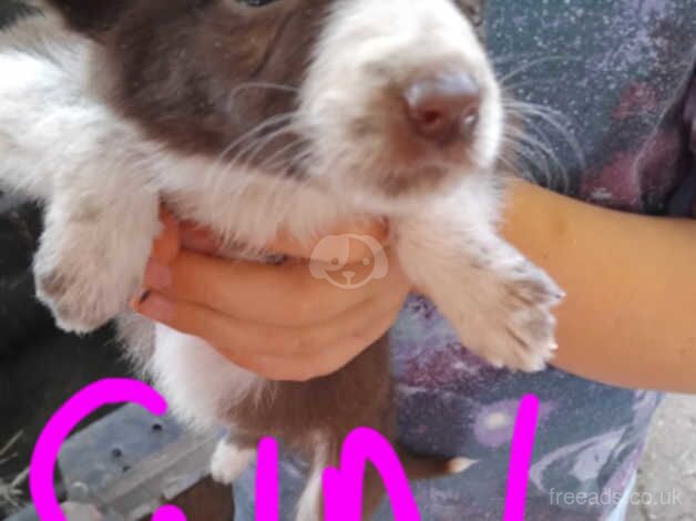 Collie puppies for sale in Maybole, South Ayrshire - Image 3