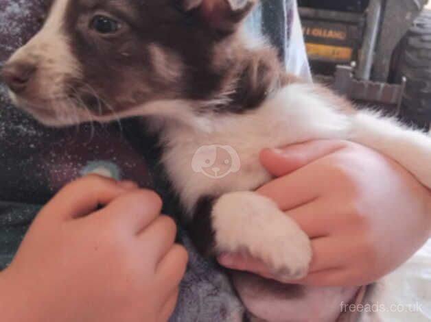 Collie puppies for sale in Maybole, South Ayrshire - Image 4