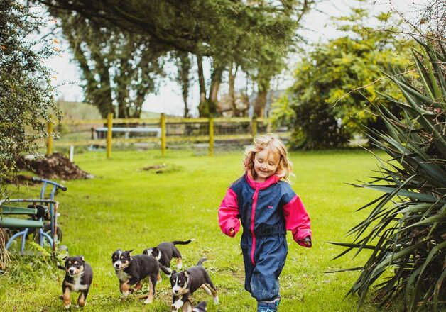 Collie puppies for sale in Carmarthen/Caerfyrddin, Carmarthenshire