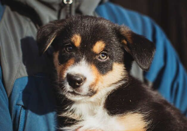 Collie puppies for sale in Carmarthen/Caerfyrddin, Carmarthenshire - Image 2