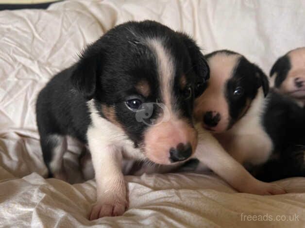 Collie puppies for sale in Wadebridge, Cornwall - Image 1