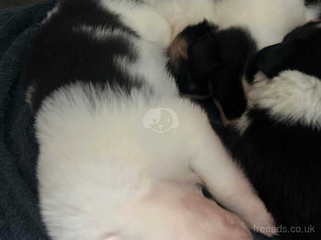 Collie puppies for sale in Wadebridge, Cornwall - Image 2