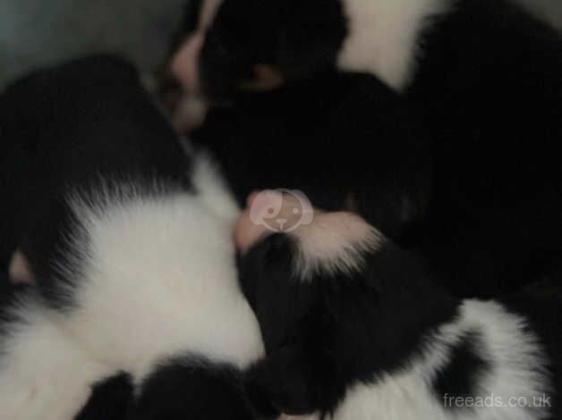 Collie puppies for sale in Wadebridge, Cornwall - Image 3