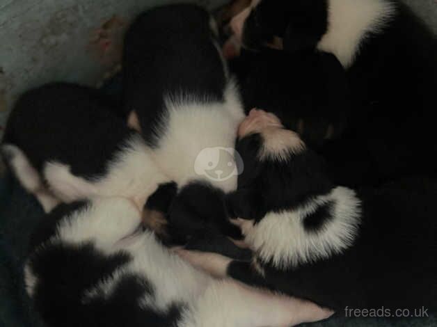 Collie puppies for sale in Wadebridge, Cornwall - Image 4