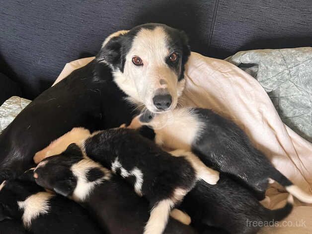 Collie puppies for sale in Wadebridge, Cornwall - Image 5