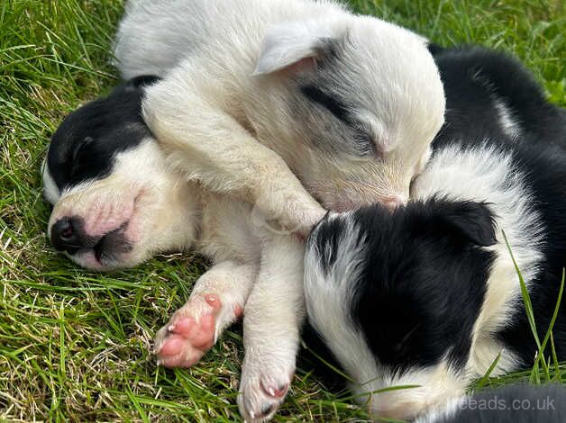 Collie puppies looking for forever homes for sale in Herefordshire