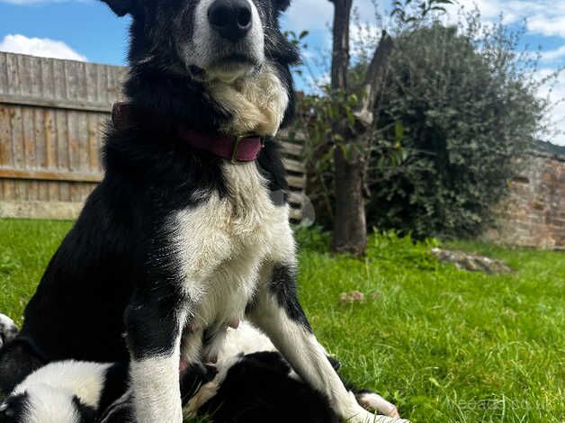 Collie puppies looking for forever homes for sale in Herefordshire - Image 2