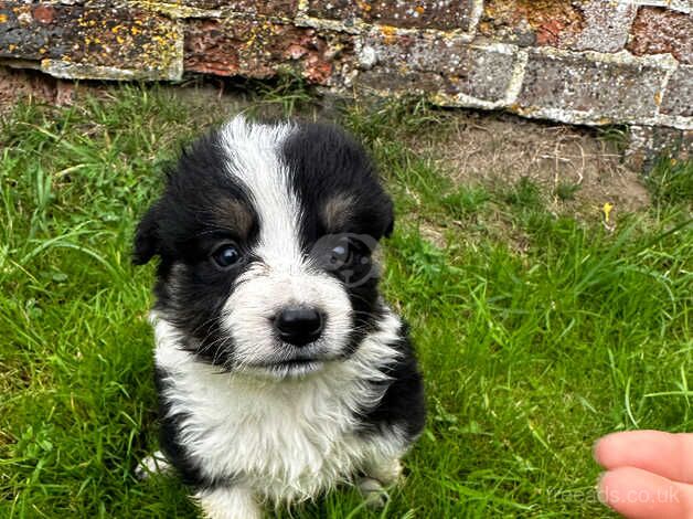 Collie puppies looking for forever homes for sale in Herefordshire - Image 3