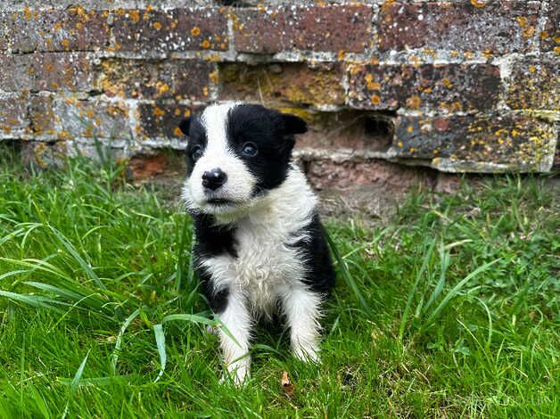 Collie puppies looking for forever homes for sale in Herefordshire - Image 4