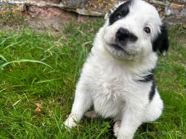 Collie puppies looking for forever homes for sale in Herefordshire - Image 5