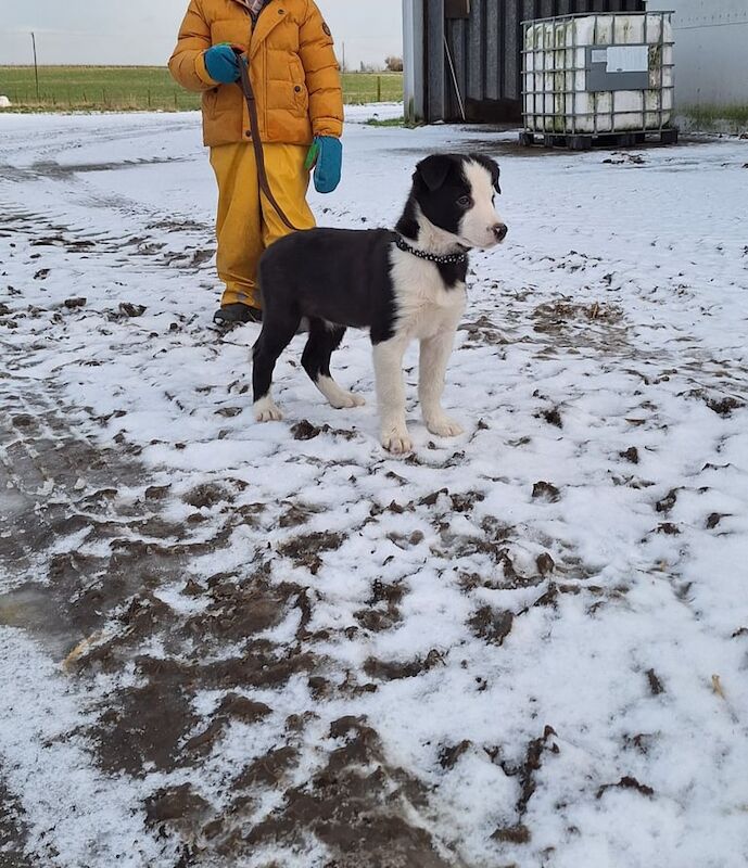 Collie puppy one left for sale in Ellon, Aberdeenshire