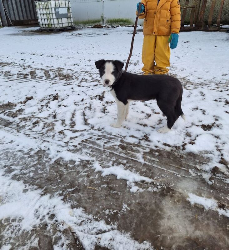 Collie puppy one left for sale in Ellon, Aberdeenshire - Image 2