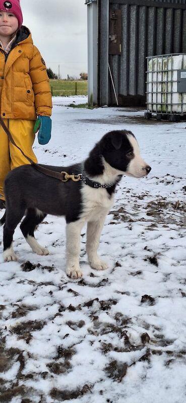 Collie puppy one left for sale in Ellon, Aberdeenshire - Image 3