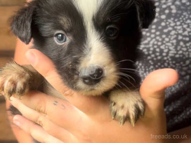 Collie puppys ready to reserve - available 26th august. for sale in Tonypandy, Rhondda Cynon Taf