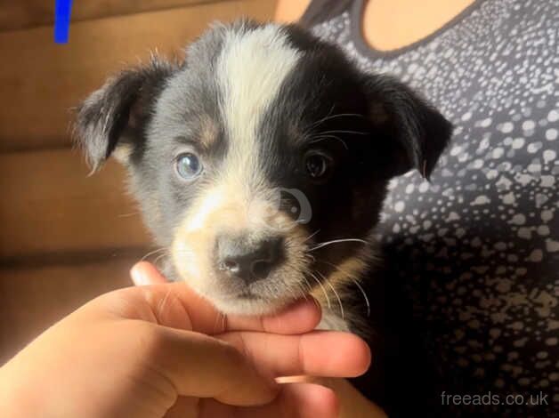 Collie puppys ready to reserve - available 26th august. for sale in Tonypandy, Rhondda Cynon Taf - Image 2