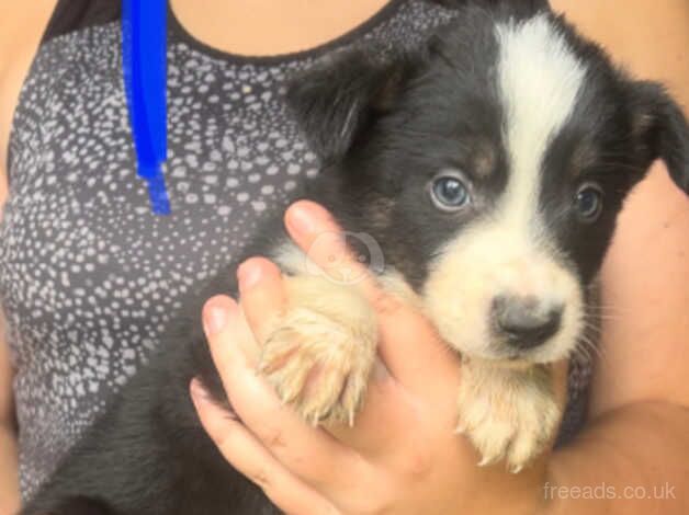 Collie puppys ready to reserve - available 26th august. for sale in Tonypandy, Rhondda Cynon Taf - Image 3