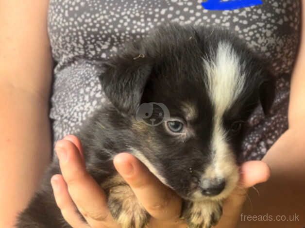 Collie puppys ready to reserve - available 26th august. for sale in Tonypandy, Rhondda Cynon Taf - Image 4