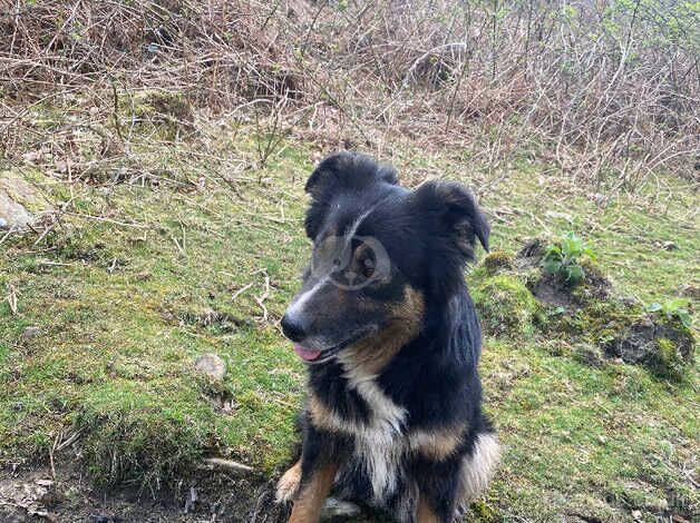 Collie puppys ready to reserve - available 26th august. for sale in Tonypandy, Rhondda Cynon Taf - Image 5