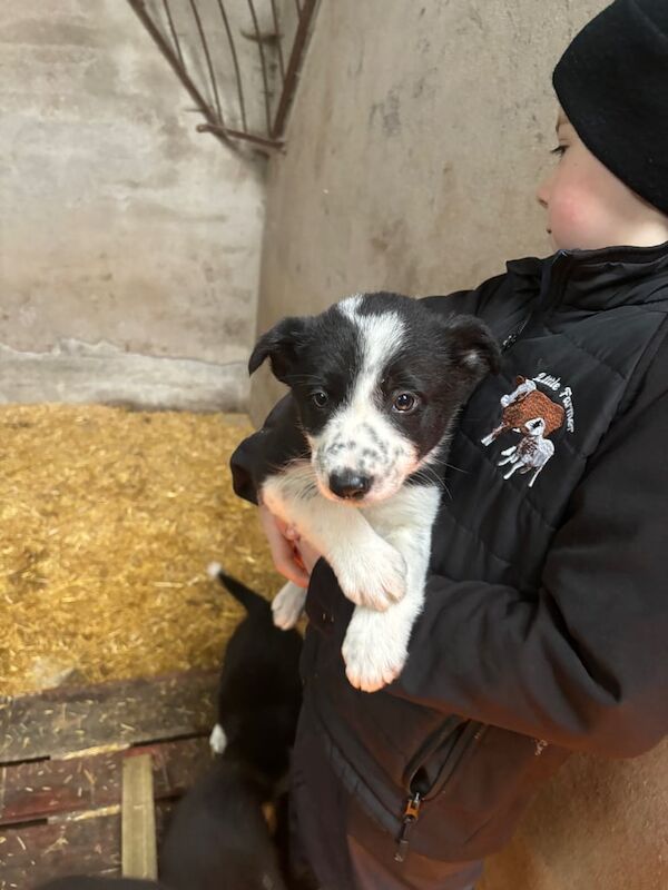 Collie pups for sale in Armagh, Armagh