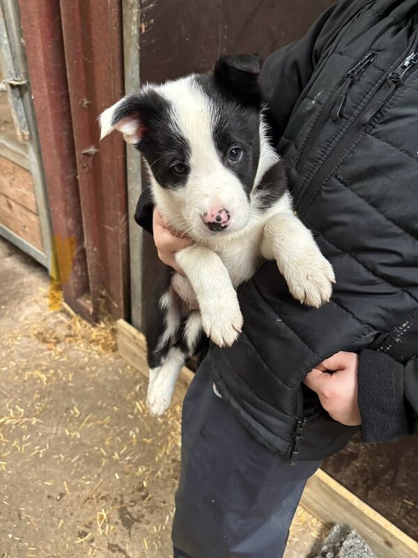 Collie pups for sale in Armagh, Armagh - Image 2