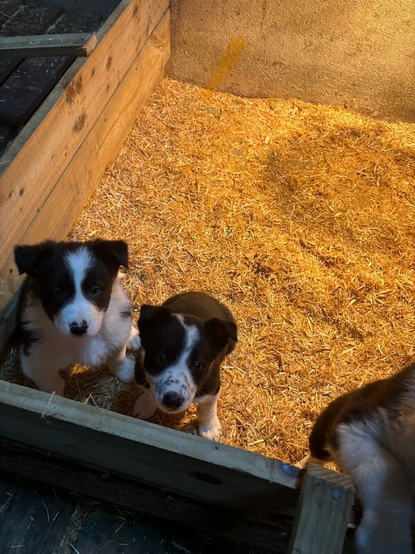 Collie pups for sale in Armagh, Armagh - Image 3